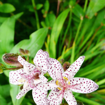 Japanese Toad Lily Seeds Perennial Deer-Resistant Showy Flowers