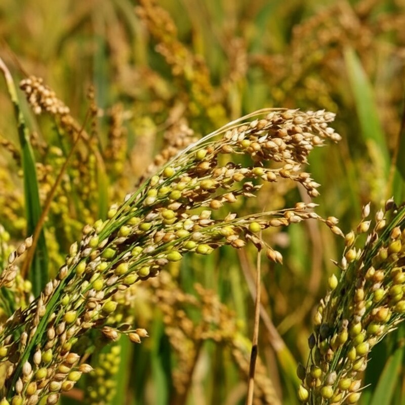 japanese-millet-seeds-nutritious-traditional-grain-for-home-growing