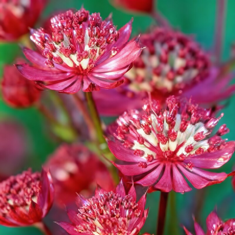 Astrantia Major Carmine Crown Seeds - Astrantia Flower Seeds for Garden