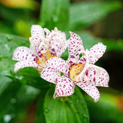 Japanese Toad Lily Seeds Perennial Deer-Resistant Showy Flowers