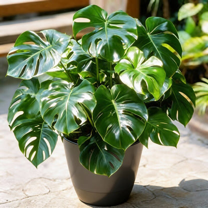 Monstera Peru Seeds for Planting