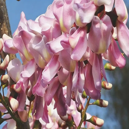 Gliricidia sepium – Madre de Cacao Mixed Anthurium Seeds