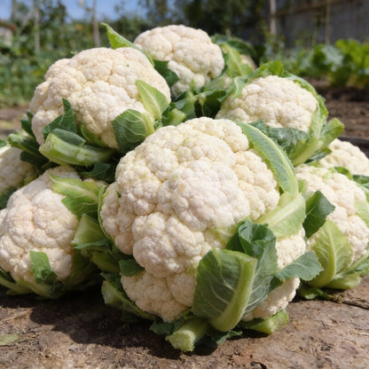 Premium Cauliflower Snowball Seeds