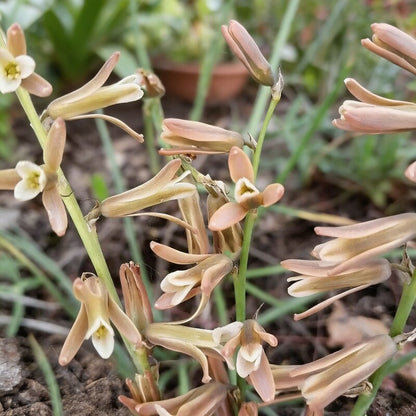 Dipcadi Serotinum Flower Seeds - Perennial Flower Seeds for Garden