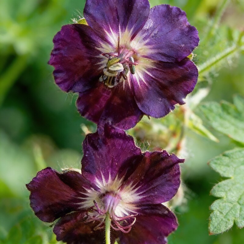 Geranium Phaeum Seeds – Elegant Shade-Loving Cranesbill for Tranquil Gardens