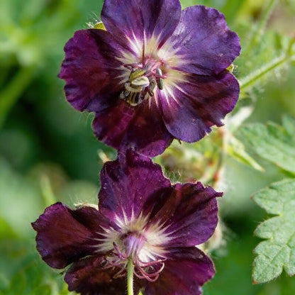 Geranium Phaeum Seeds – Elegant Shade-Loving Cranesbill for Tranquil Gardens