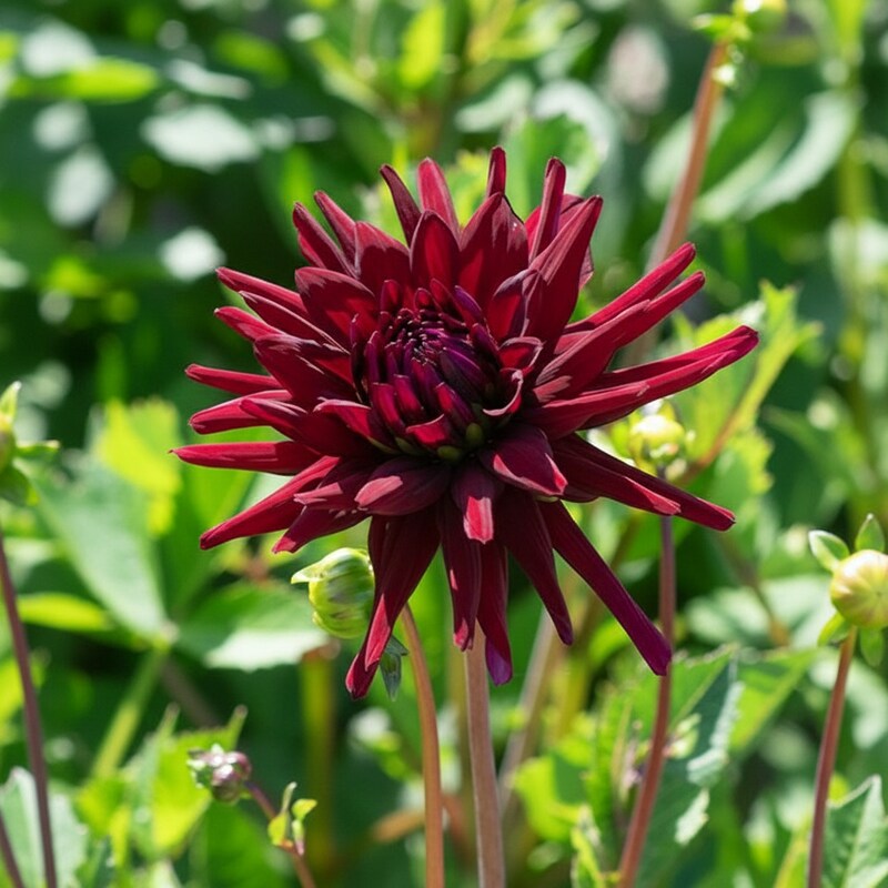 Dahlia Nuit Dete Flower Seeds for Garden Planting