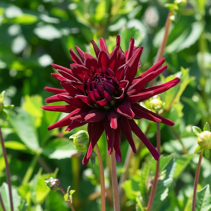 Dahlia Nuit Dete Flower Seeds for Garden Planting