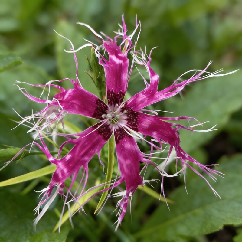 Dianthus Dancing Geisha Seeds for Garden Planting