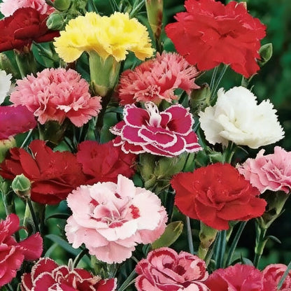 Carnation Giant Mixed Flower Seeds for Garden Planting