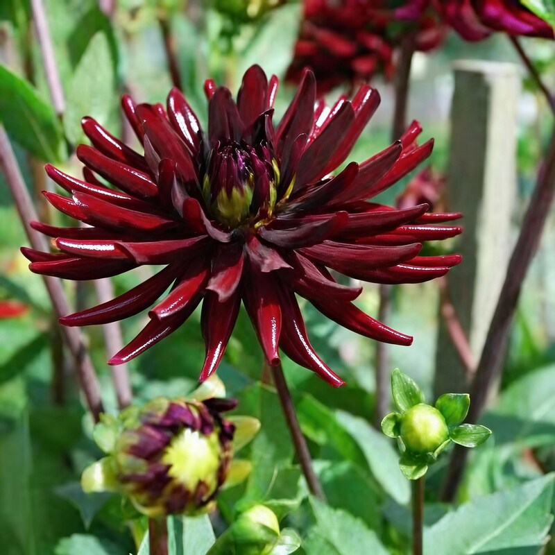 Dahlia Nuit Dete Flower Seeds for Garden Planting