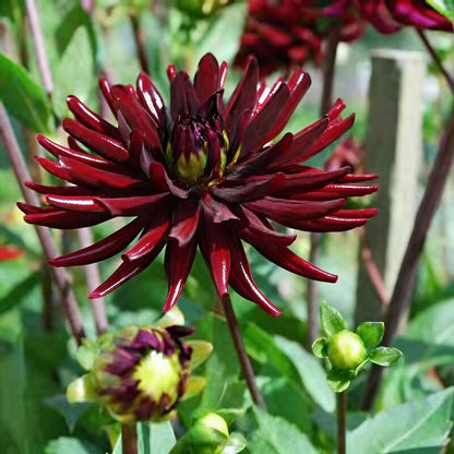 Dahlia Nuit Dete Flower Seeds for Garden Planting