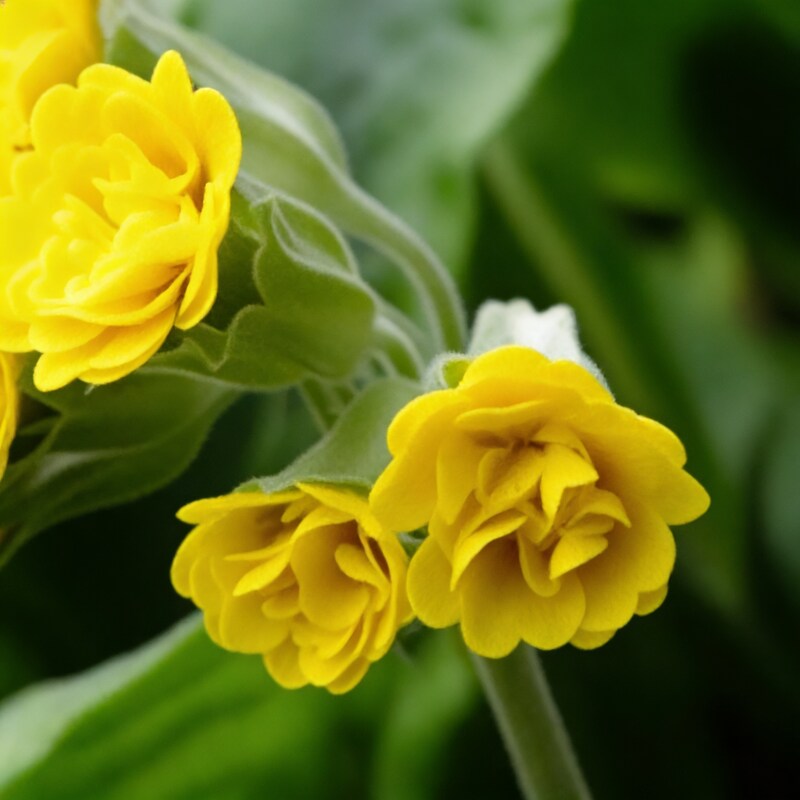 primula-veris-hose-in-hose-flower-seeds-for-garden-planting