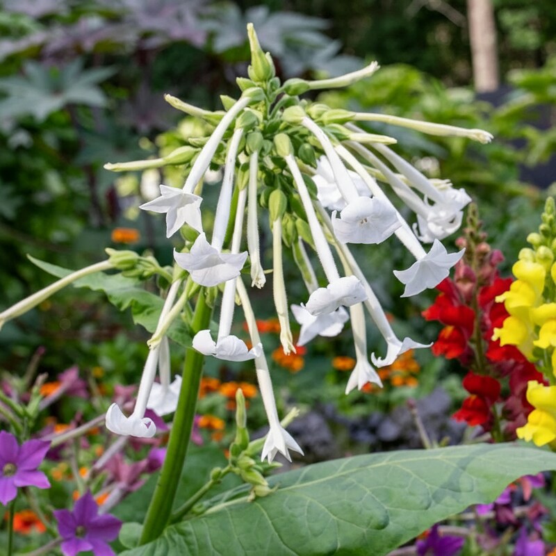 Meadow Tobacco Seeds - Nicotiana Flower Seeds for Garden