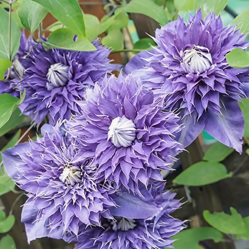 light-purple-clematis-creeper-flower-seeds-for-garden-planting