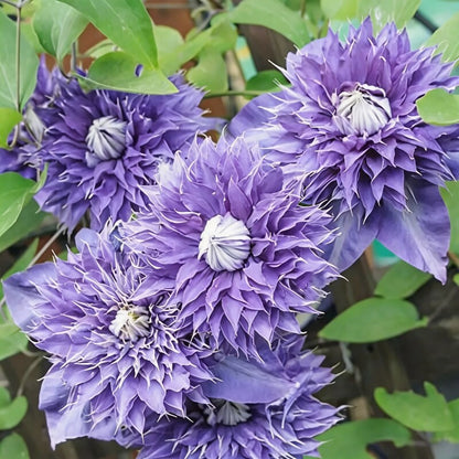 Light Purple Clematis Creeper Flower Seeds for Garden Planting