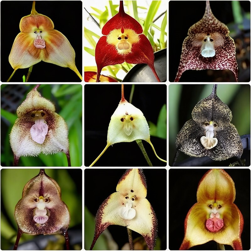 mixed-monkey-orchid-flower-seeds-exotic-rare-blooming-orchids