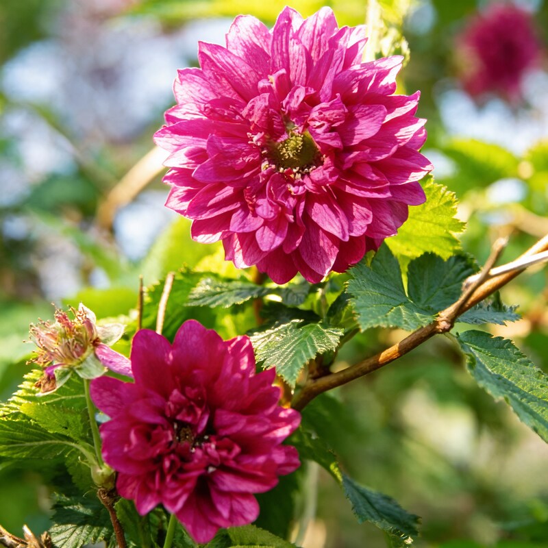 rubus-spectabilis-flore-plena-flower-seeds-for-garden-planting