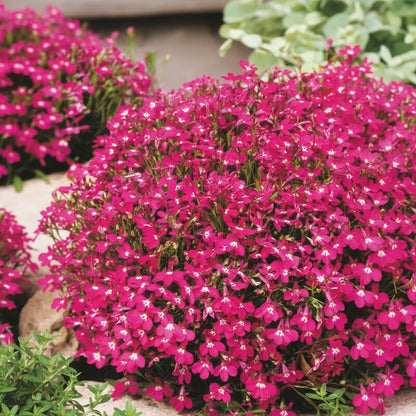 Lobelia Rosamund Flower Seeds for Garden Planting