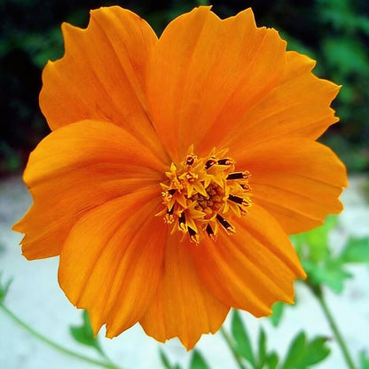 Cosmos Orange – Desi Flower Seeds