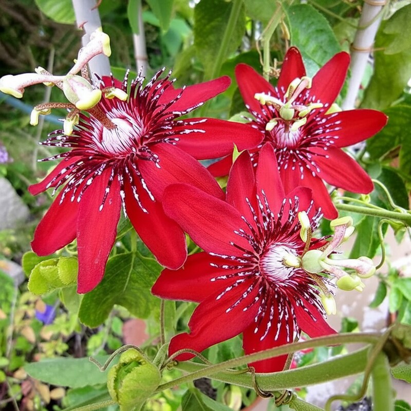 red-passiflora-flower-seeds-for-vibrant-climbing-blooms