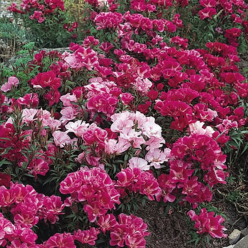 Godetia Dream Double Flower Seeds