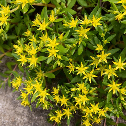 Sedum Sarmentosum Succulent Seeds - Sedum Ground Cover Seeds for Garden