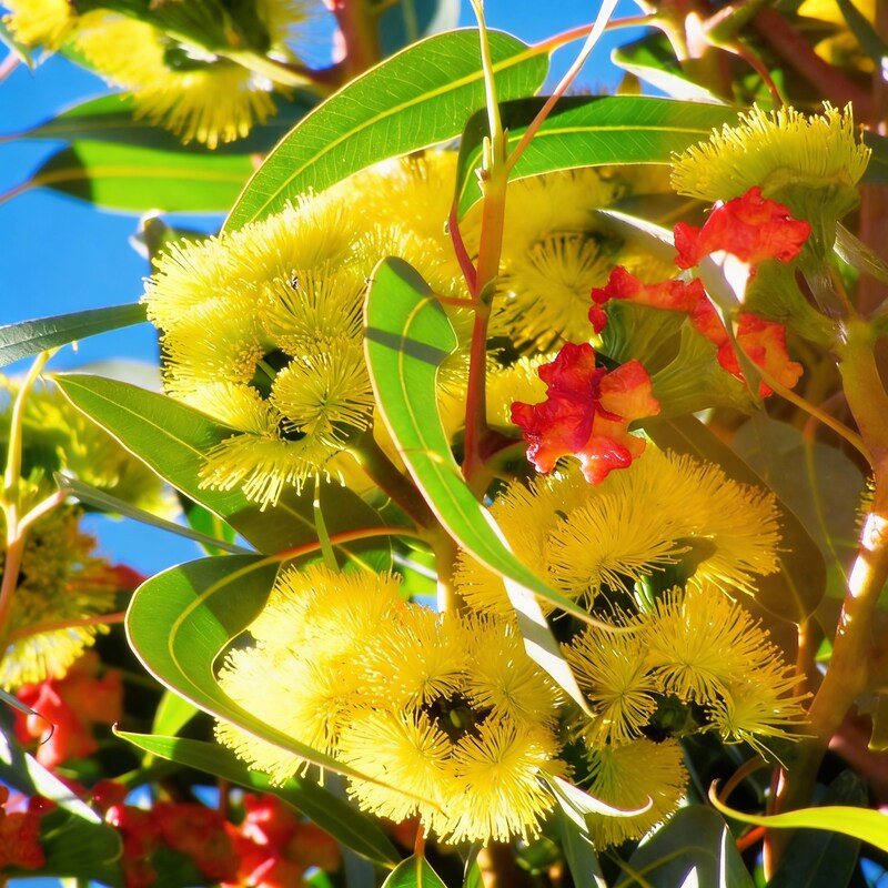 illyarrie-red-cap-gum-wildflower-seeds-premium-australian-eucalyptus-for-gardens