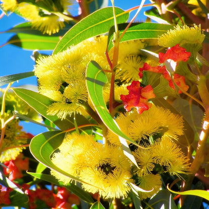 Illyarrie Red Cap Gum Wildflower Seeds – Premium Australian Eucalyptus for Gardens