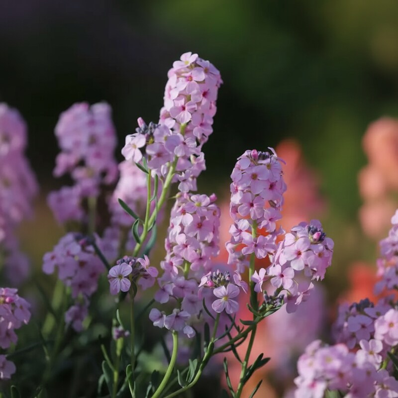 Aethionema Grandiflorum Seeds for Garden Planting