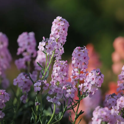 Aethionema Grandiflorum Seeds for Garden Planting