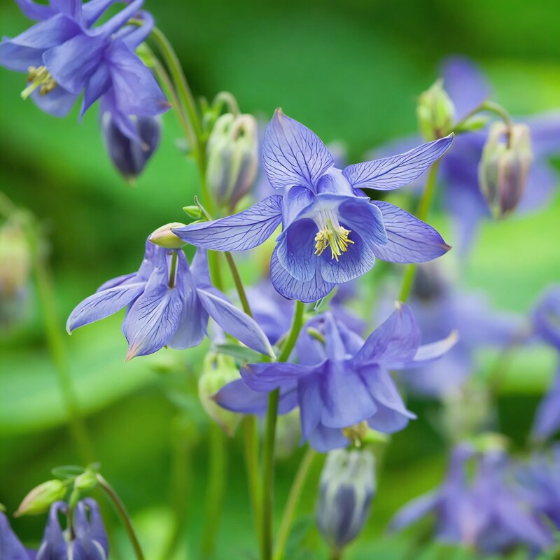 Aquilegia Olympica Seeds for Garden Planting
