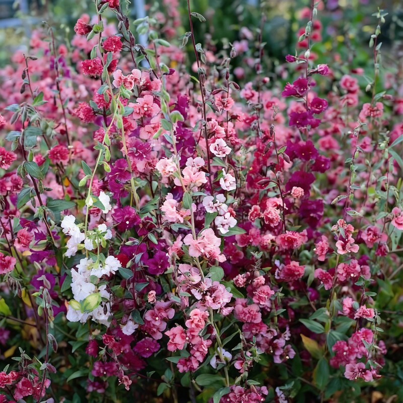 clarkia-double-delight-flower-seeds