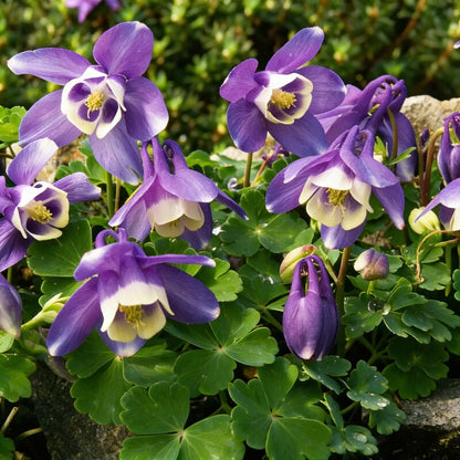 Rare Aquilegia Discolor Flower Seeds for Garden Planting