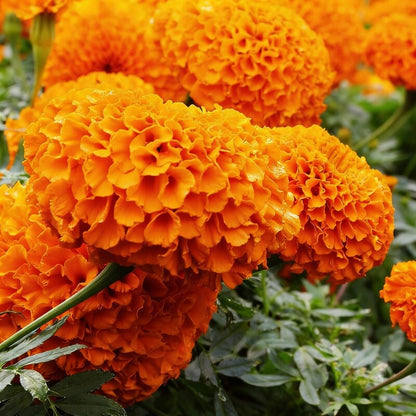 Triploid Marigold Flower Seeds – Hybrid Vigorous Blooms for Gardens