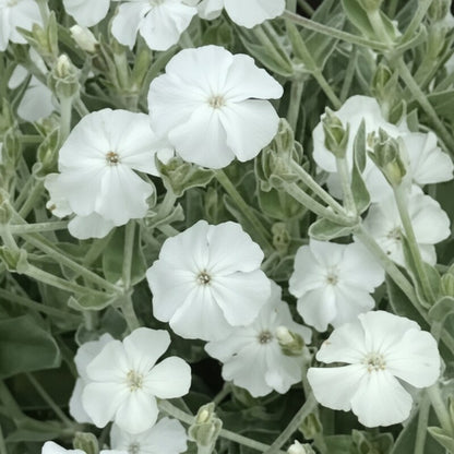 Lychnis Coronaria Alba Flower Seeds for Garden Planting