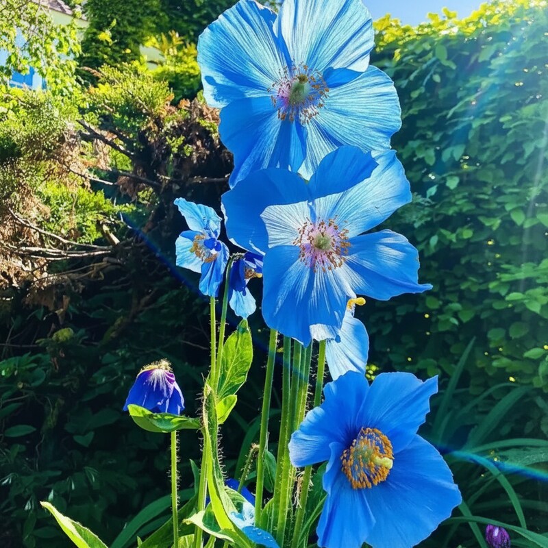 meconopsis-superba-flower-seeds-blue-himalayan-poppy-seeds-for-garden
