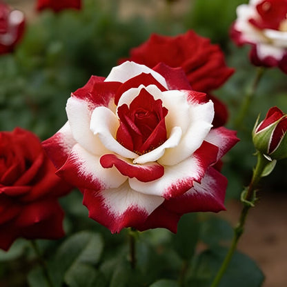 Brown and White Mixed Rose Flower Seeds - Mixed Rose Flower Seeds for Garden