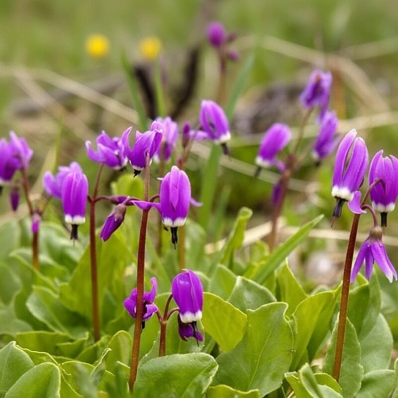 dodecatheon-frigidum-flower-seeds-hardy-shooting-star-blooms