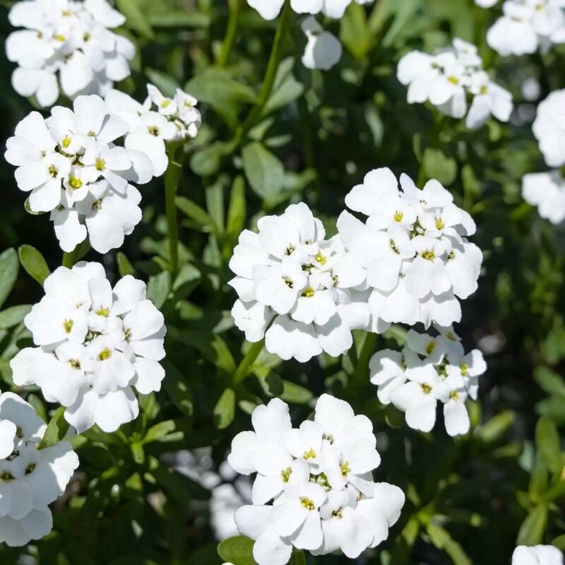 Candytuft Iberis amara White Flower Seeds for Garden Planting