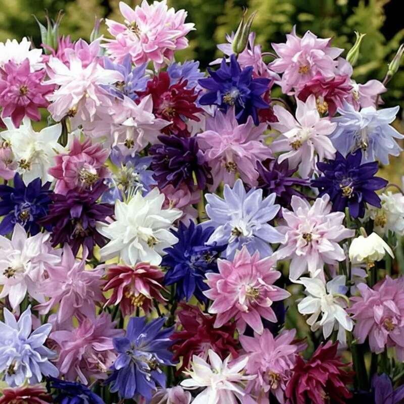 Aquilegia Barlow Mixed Seeds for Garden Planting
