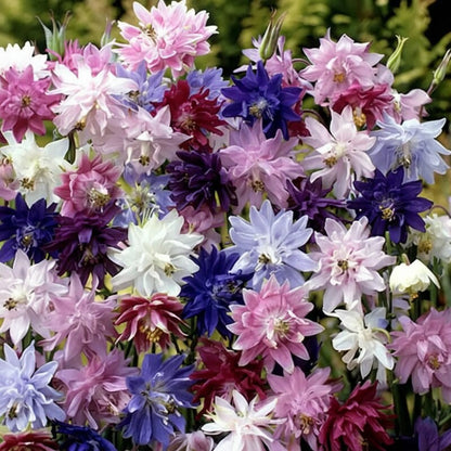 Aquilegia Barlow Mixed Seeds for Garden Planting
