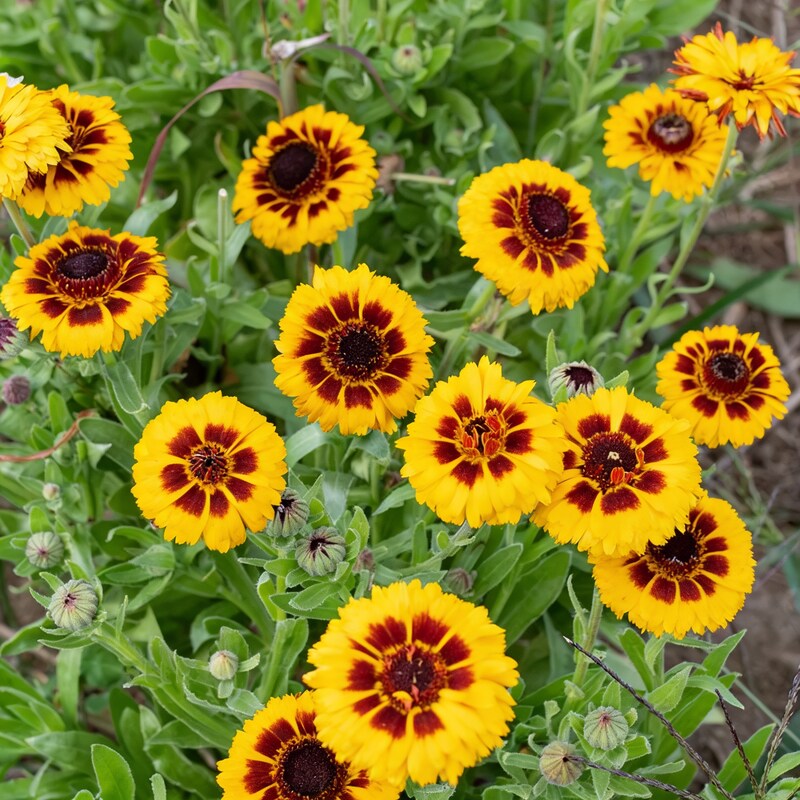 calendula-officinalis-bull-s-eye-flower-seeds