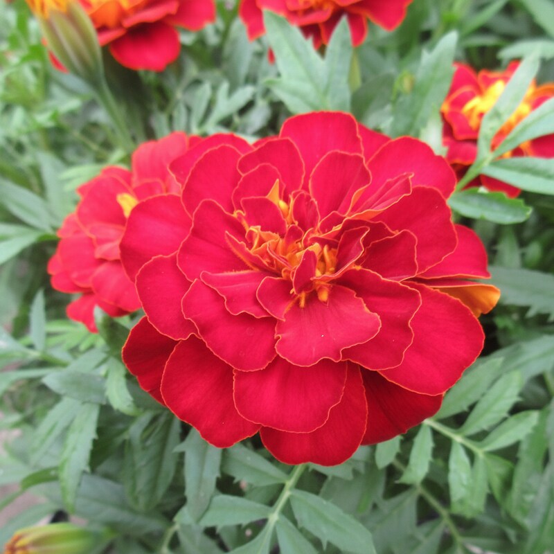 red-marigold-flower-seeds-rich-crimson-garden-blooms