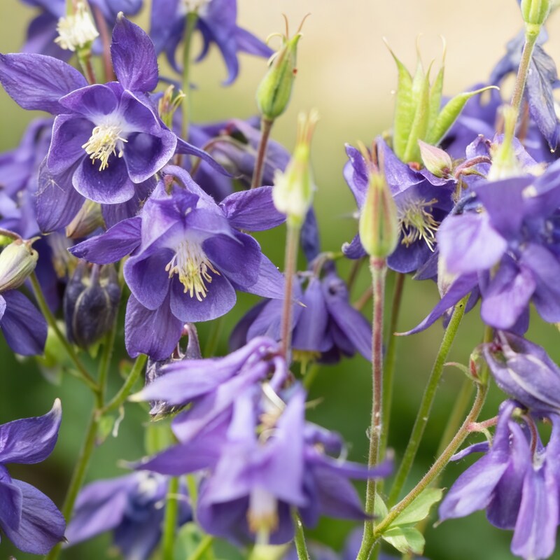 Aquilegia Alpina Seeds for Garden Planting