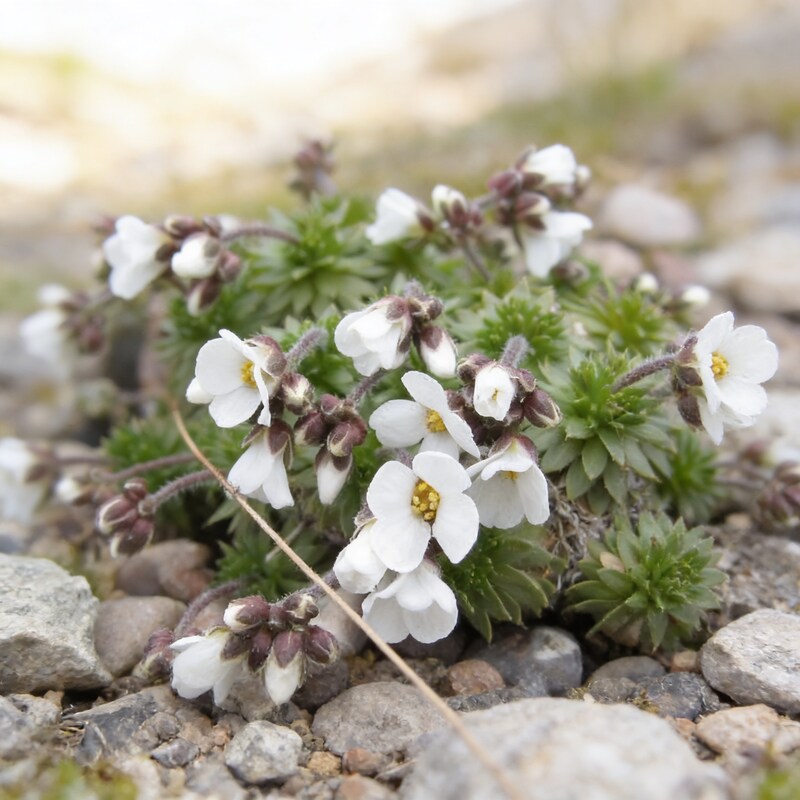 Draba Dedeania Flower Seeds for Garden Planting