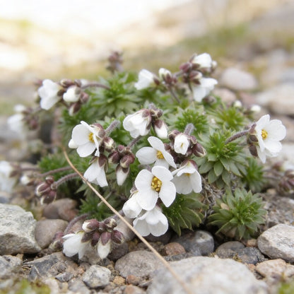 Draba Dedeania Flower Seeds for Garden Planting