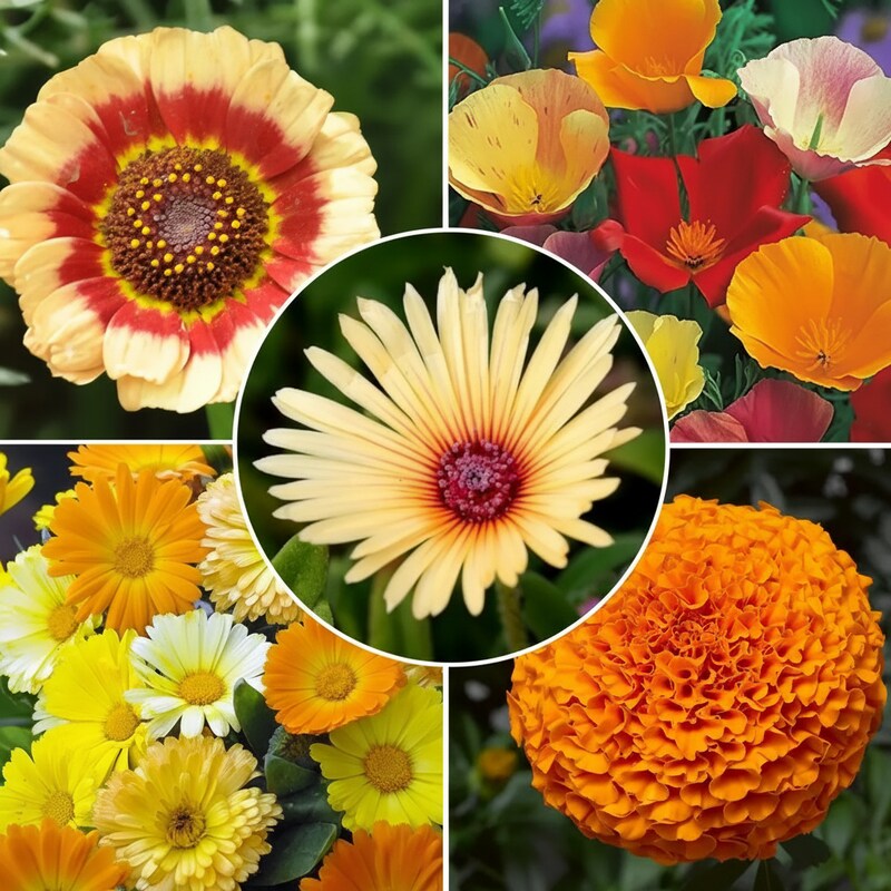 winter-flower-seed-mix-multi-color-seasonal-blooming-flower-seeds