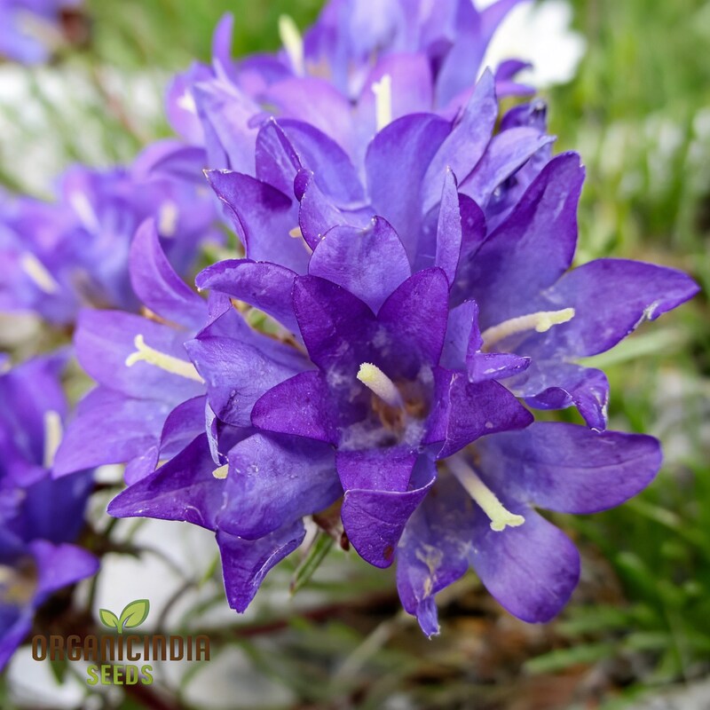 Edraianthus Serbicus Flower Seeds for Garden Planting