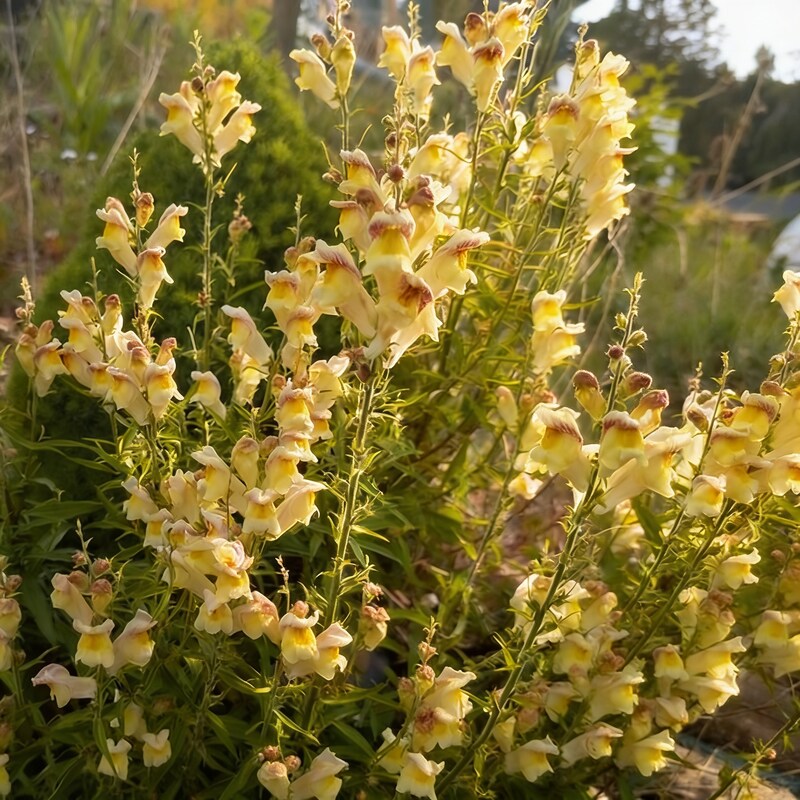 Antirrhinum Braun-Blanquetii Seeds for Garden Planting